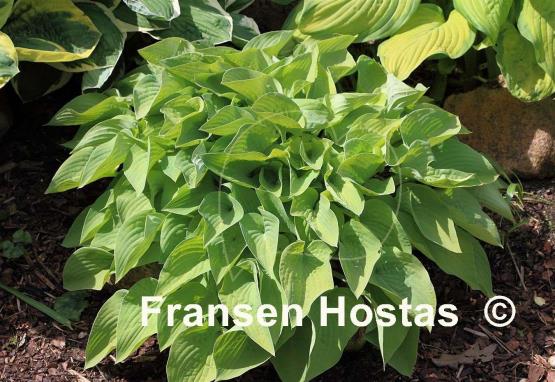 Hosta Gold Edger